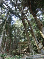 厳島神社の樹林