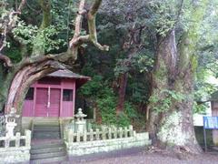 神戸神社の社叢