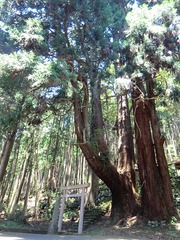 甲明神社の大杉