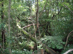 浮島の森の中
