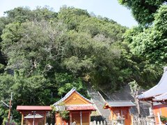 古座神社のウバメガシの群生林