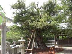 ウバメガシの老樹