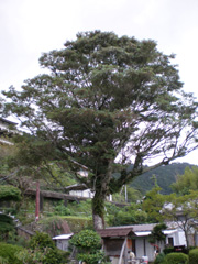 木斛の大樹