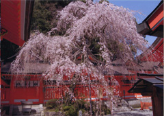 枝垂れザクラ（法皇桜）