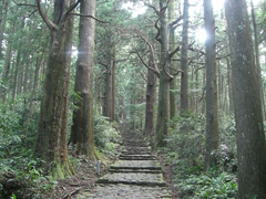 那智山、旧参道の杉並木