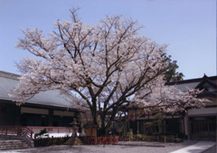 ヤマザクラの名木（秀衡桜）