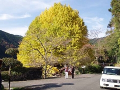 福定のイチョウ