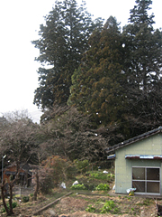 住吉神社の大杉