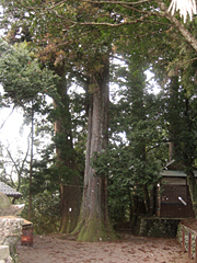 住吉神社の大杉
