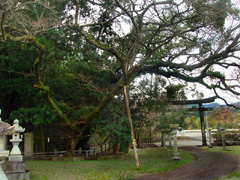 平間神社のムクノキ
