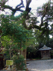 鹿島神社のムクノキ