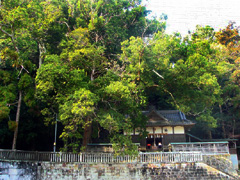 熊野三所神社の社叢