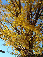 白浜町中のイチョウ