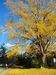 白浜町中のイチョウ