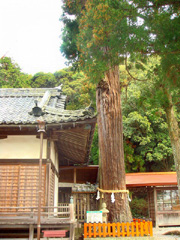 日神社の大杉
