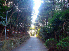 芳養八幡神社の森