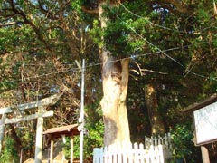 目良八幡神社の森