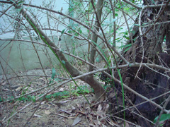 オリーブ樹萌芽