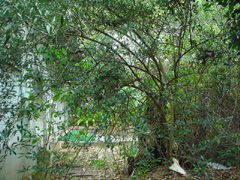 オリーブ樹全体像