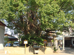 御神木の大楠