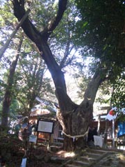 龍神宮のウバメガシ