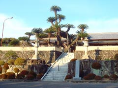 善光寺のソテツ